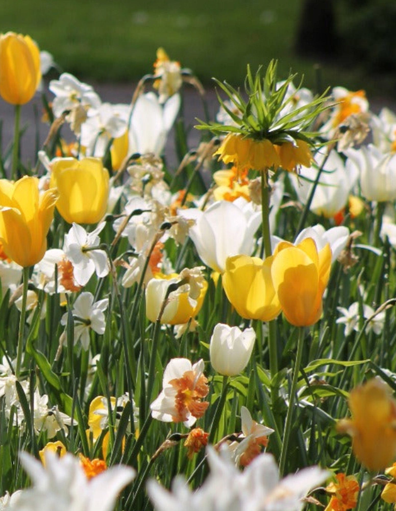 Yellow Carpet - Exklusiv blandning